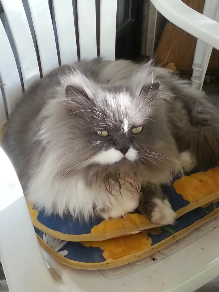 Image from Gismo