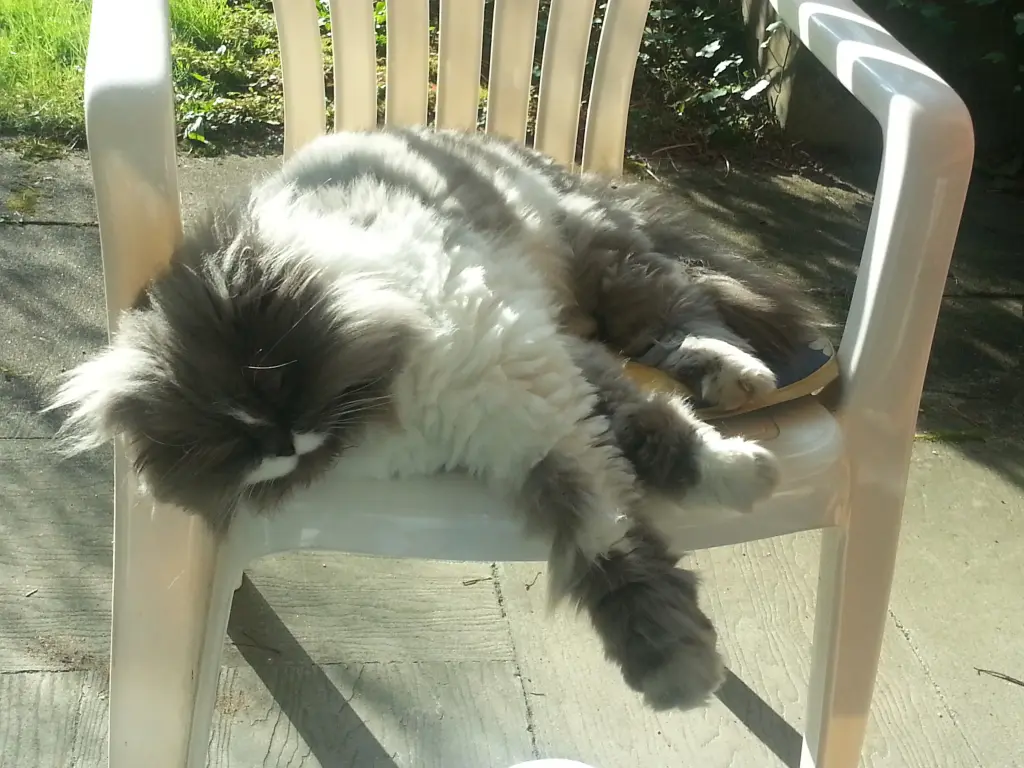 Image from Gismo
