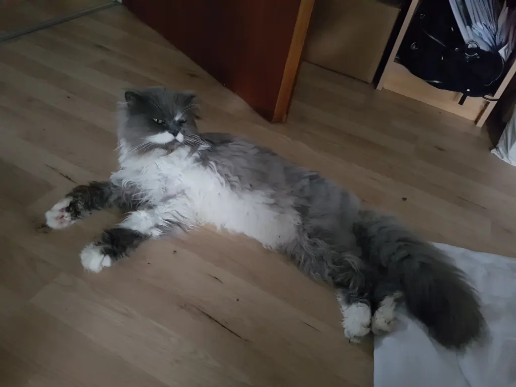 Image from Gismo
