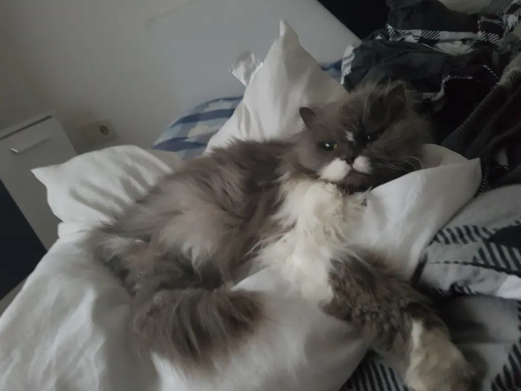 Image from Gismo