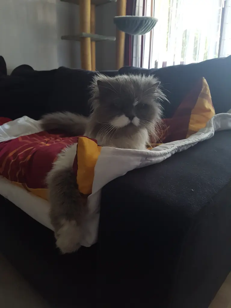 Image from Gismo
