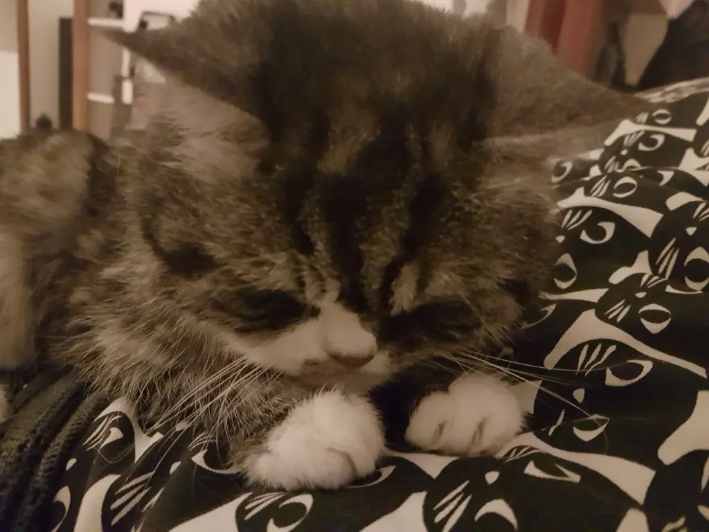 Condolence image of Furby's Mama