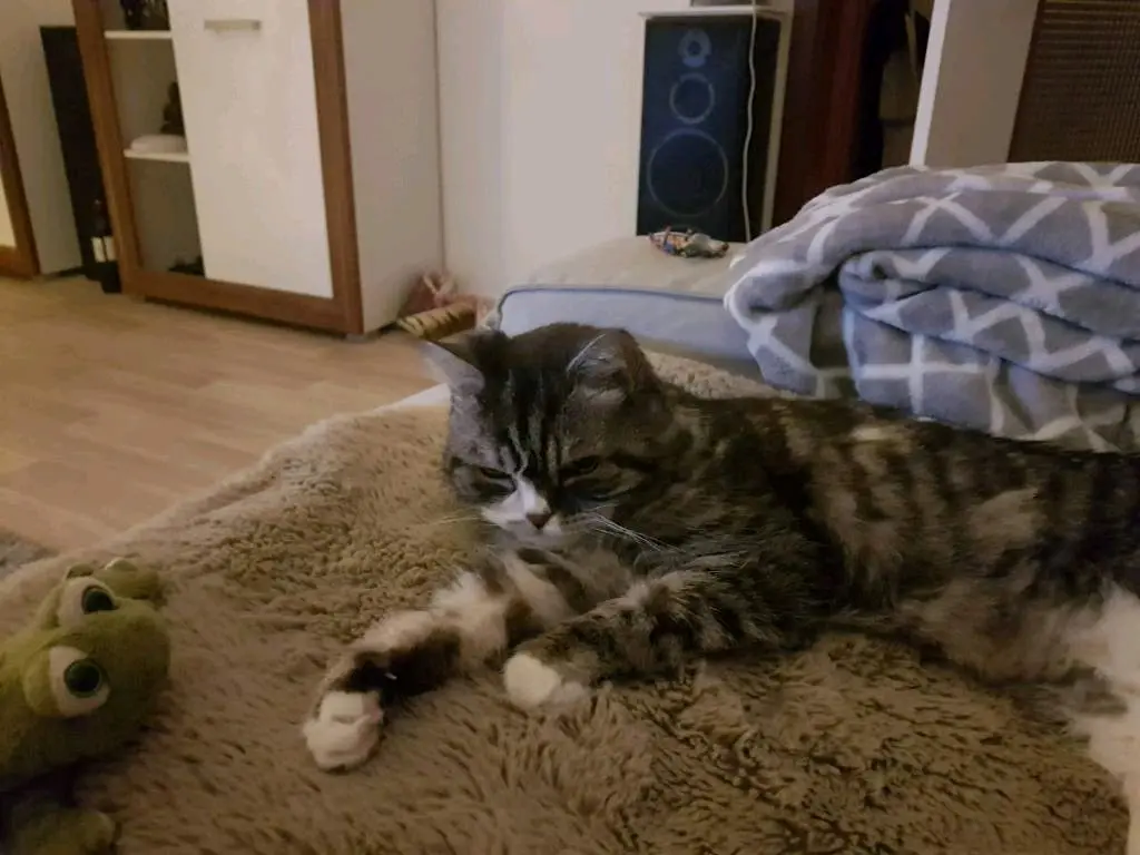 Image from Furby
