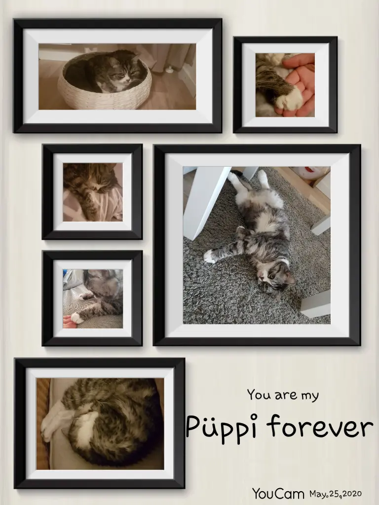Image from Furby