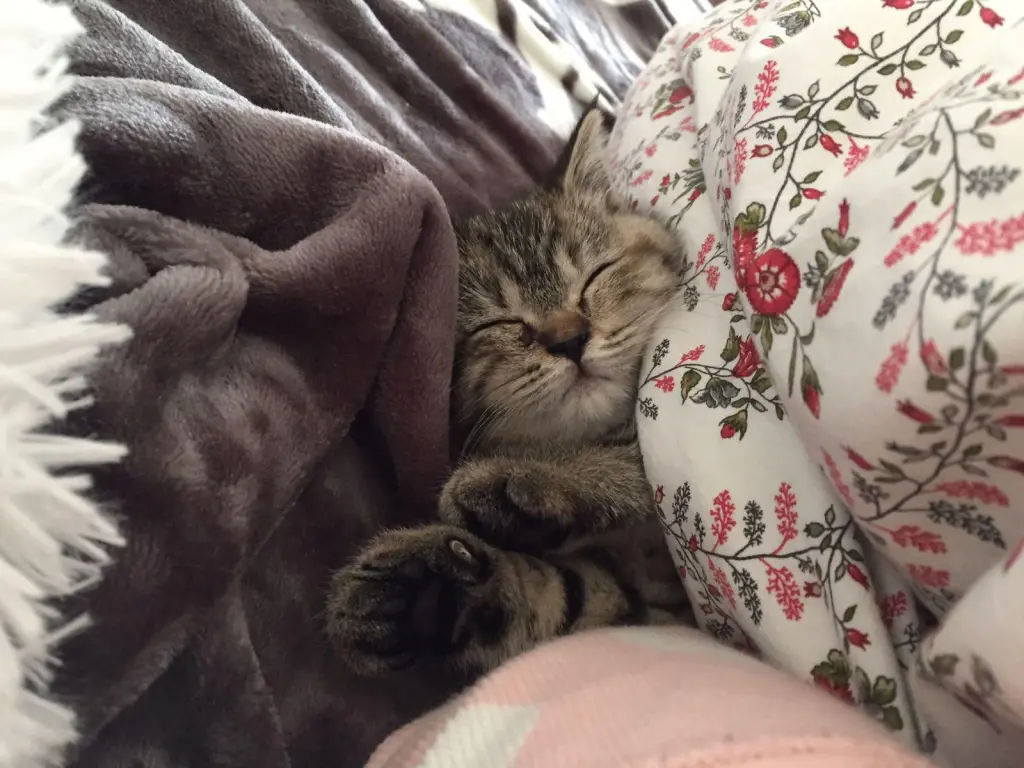 Image from Milou