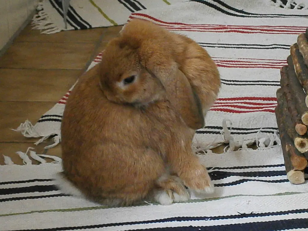 Bild von Peach