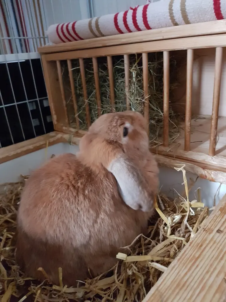 Bild von Peach