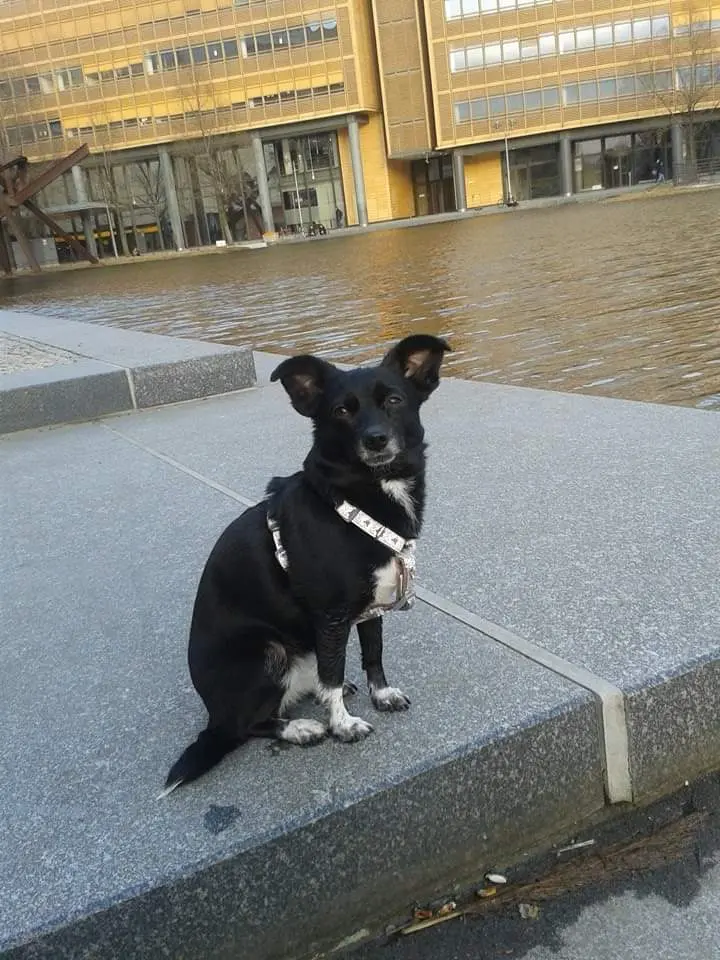 Image from Shima