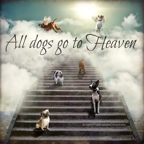 Condolence image of Sabine mit Luna & Milo tief im Herzen