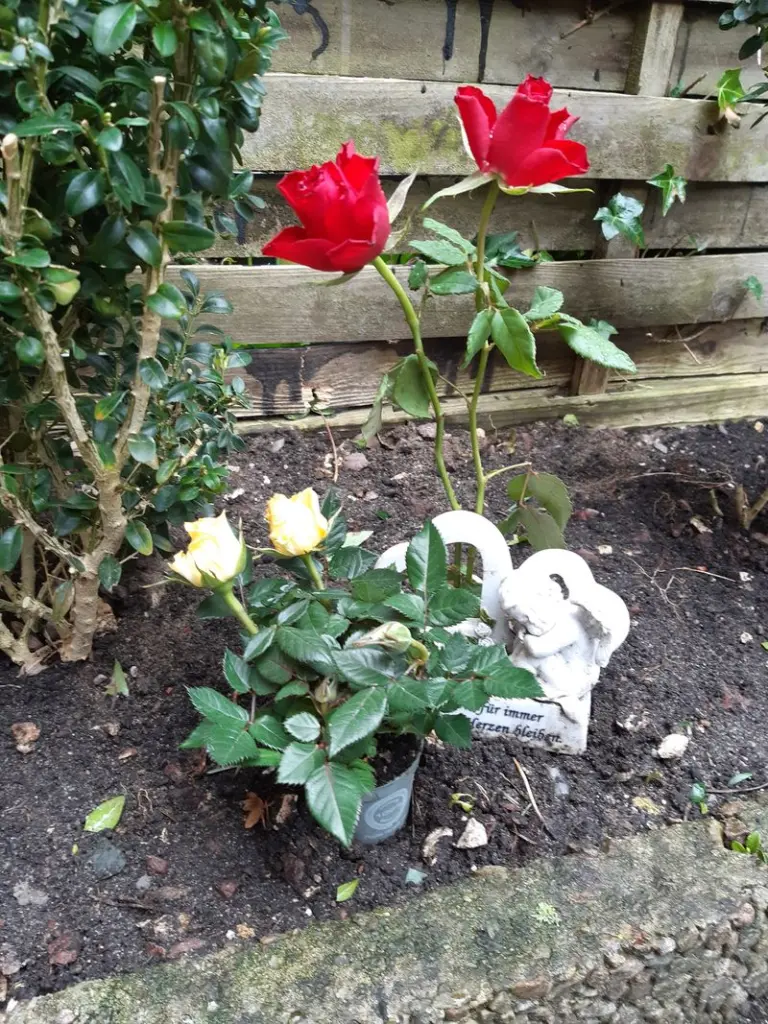 Condolence image of Unbekannt