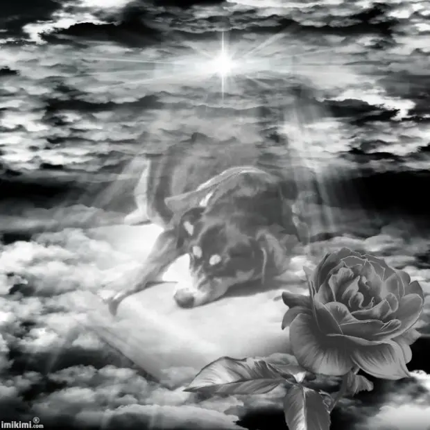 Image from Sally