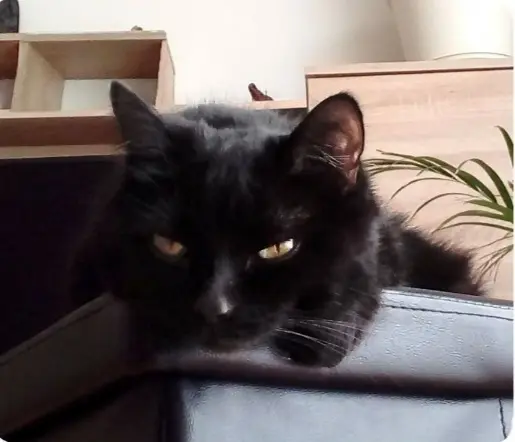 Andachtsbild von Annette und Jessy mit Jacky im Herzen 