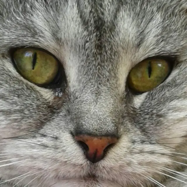 Image from Tabby