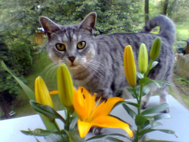 Image from Tabby