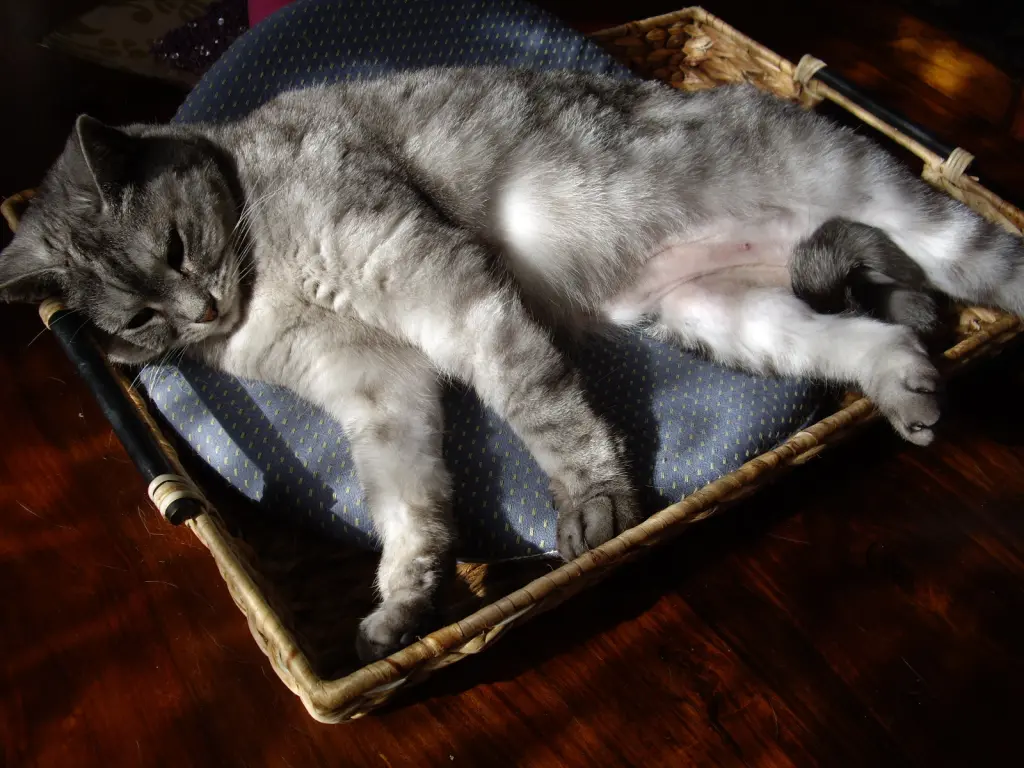 Image from Tabby