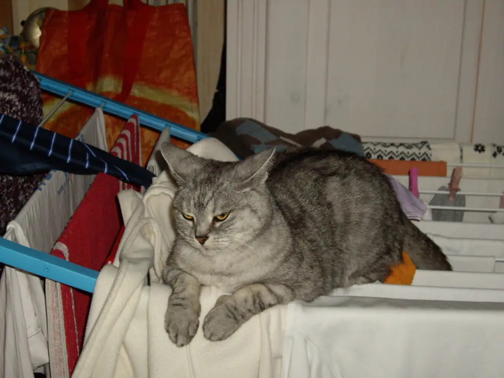 Image from Tabby
