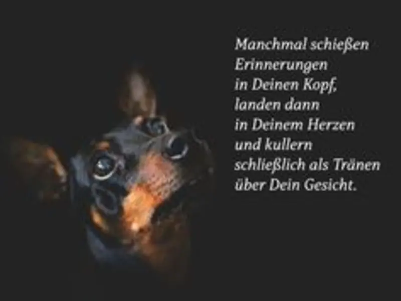 Condolence image of Gabi mit Max (gest. 20.11.2020)