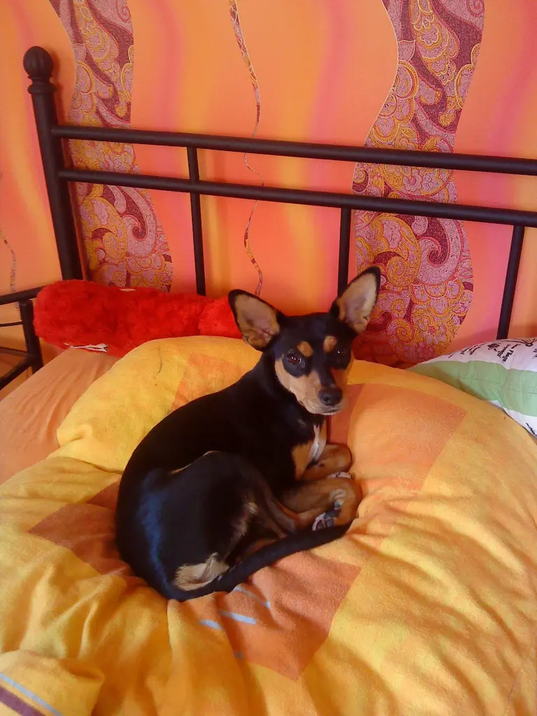 Image from Fienchen