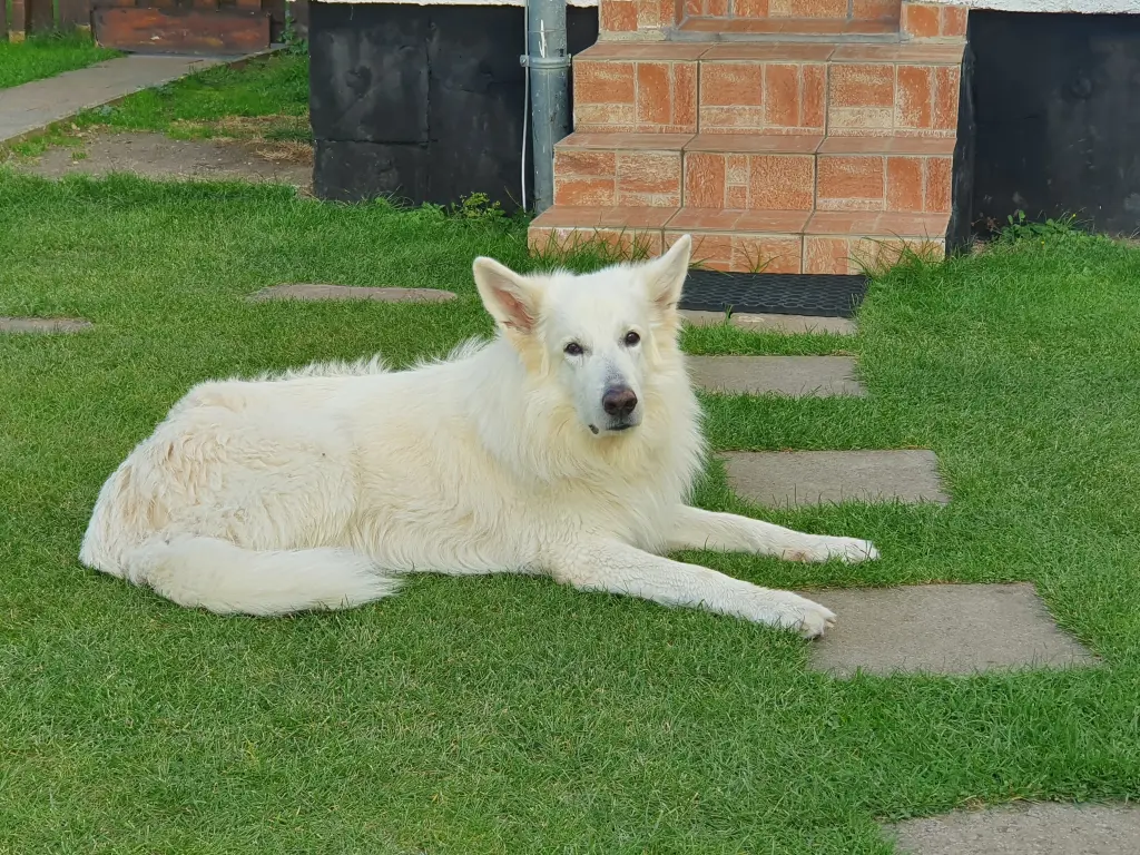 Bild von Simba