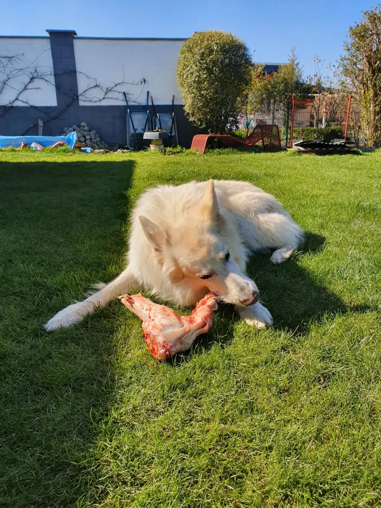 Bild von Simba