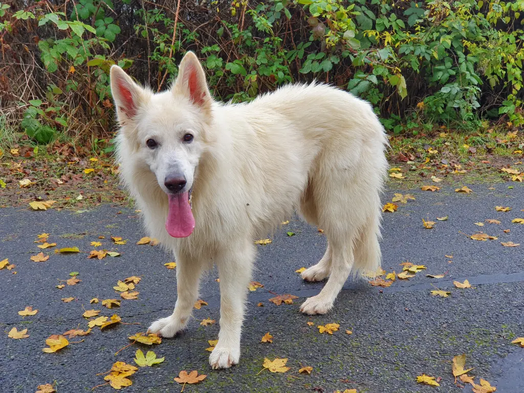 Bild von Simba