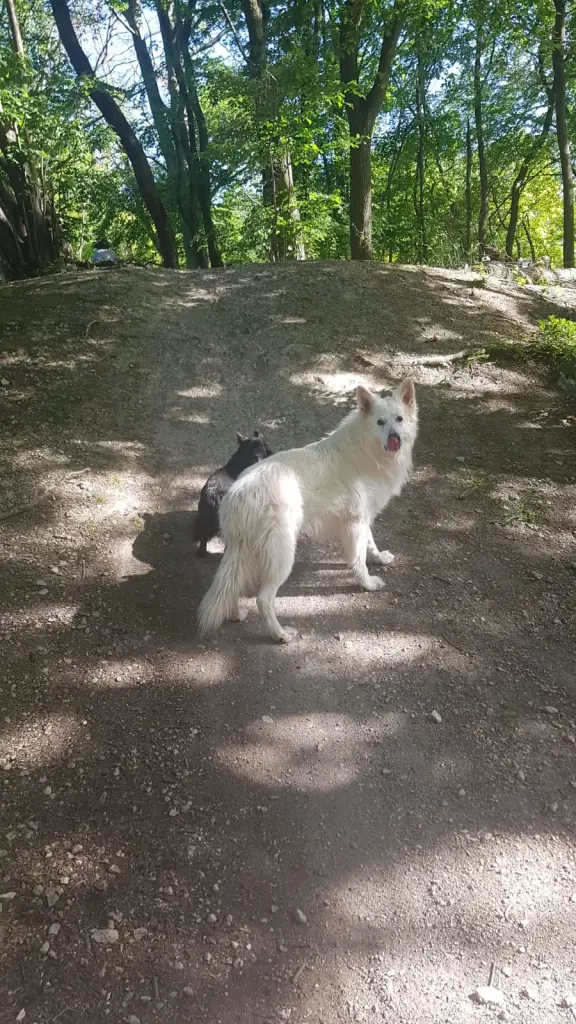 Bild von Simba