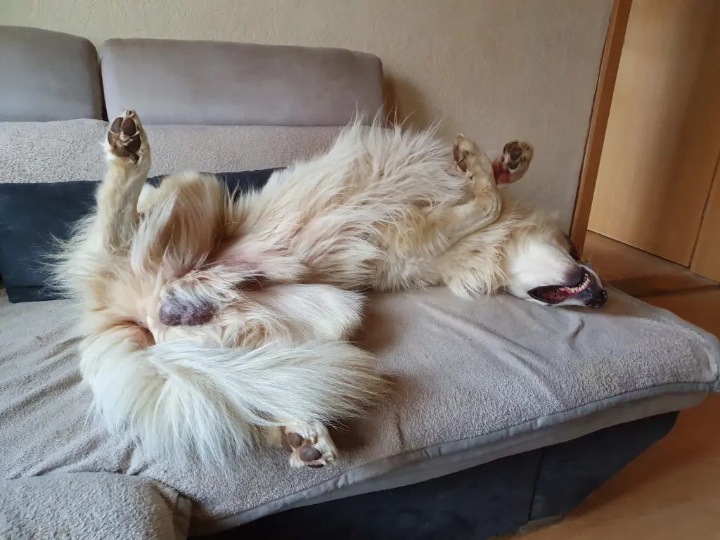 Bild von Simba