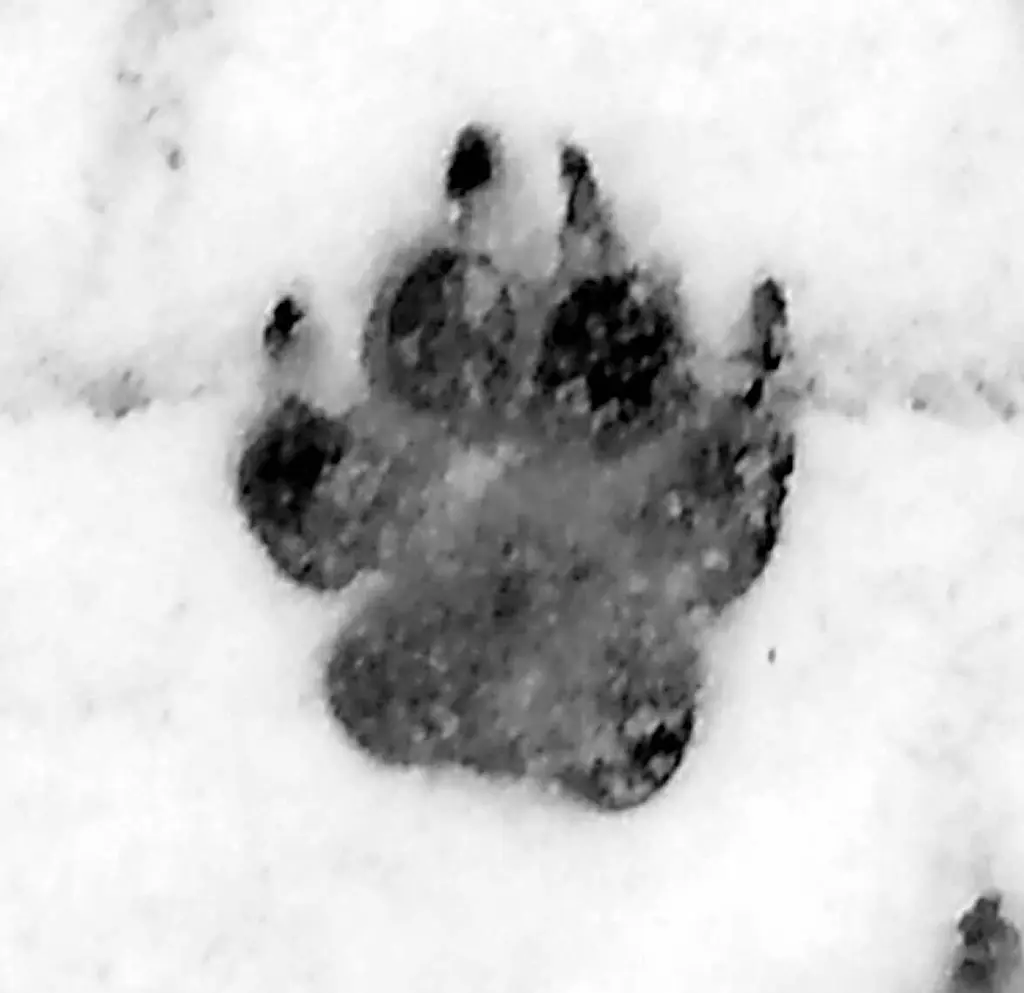 Condolence image of Ich