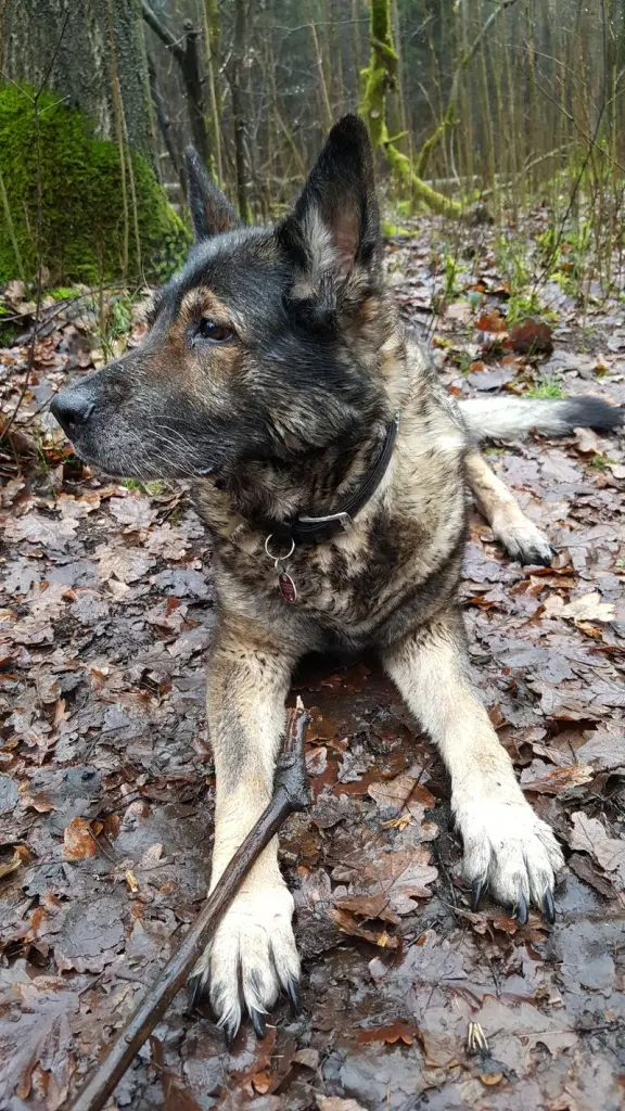 Condolence image of Karin mit Donna(wetter) im ❤️