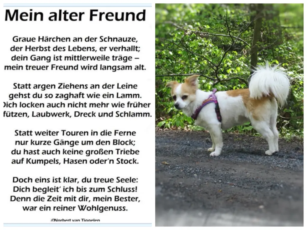 Condolence image of Norbert mit Seelenhund Sue