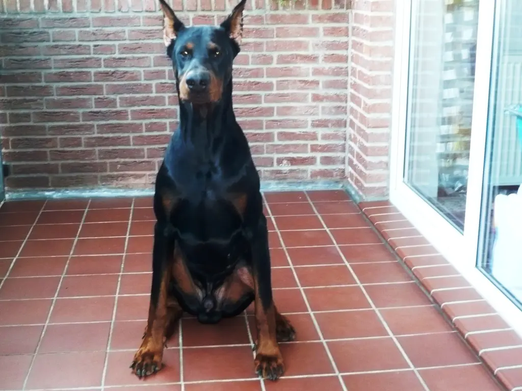 Image from Alfonz