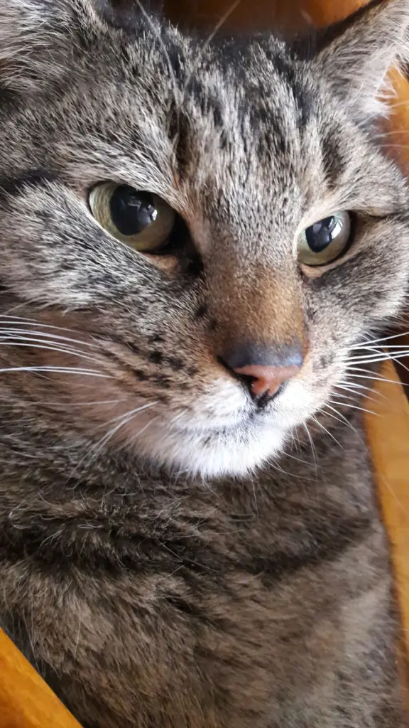 Image from Balou