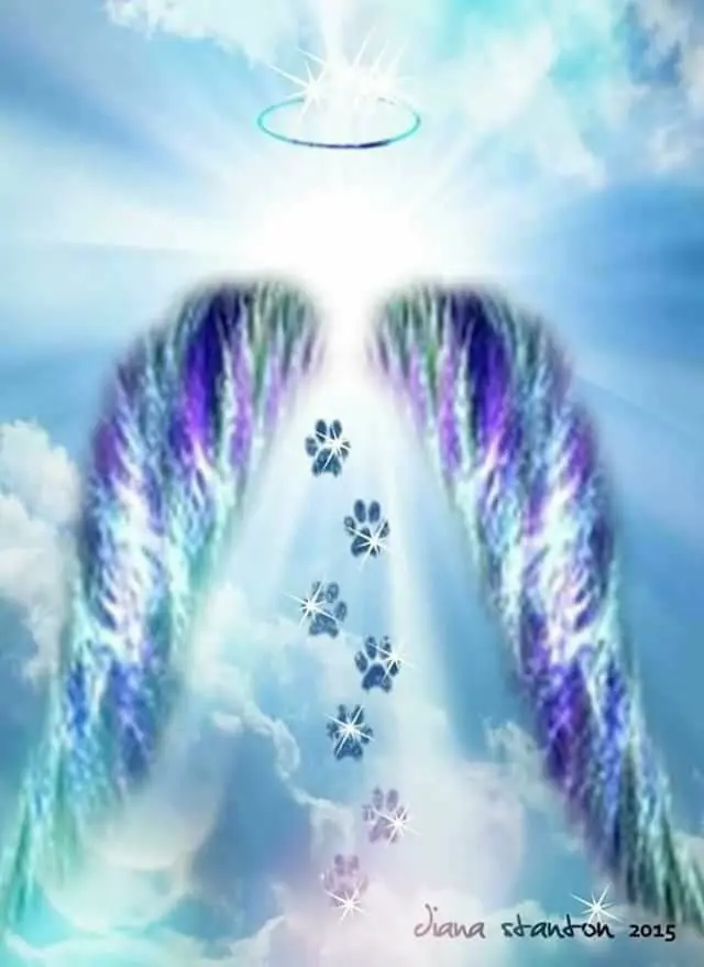 Condolence image of Andrea mit Minki im ❤ gest.19.10.20