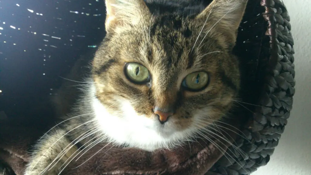 Image from Lisa