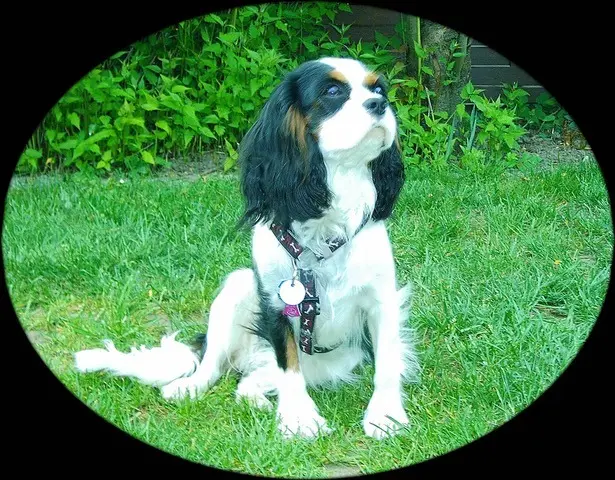 Image from Herzchen