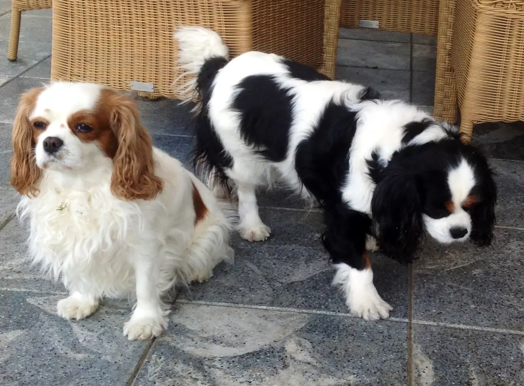 Image from Herzchen