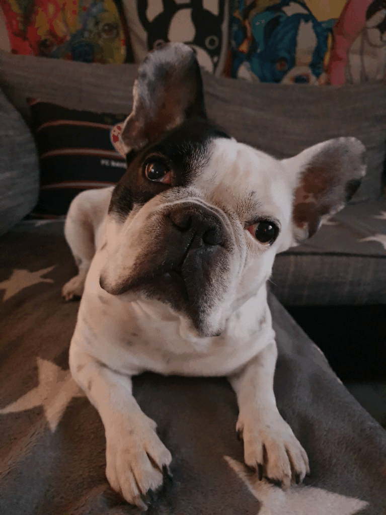 Image from Ayo