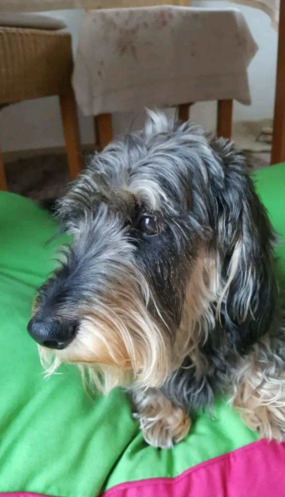 Condolence image of Monika Dein Frauchen