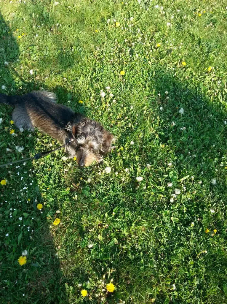 Image from Balou
