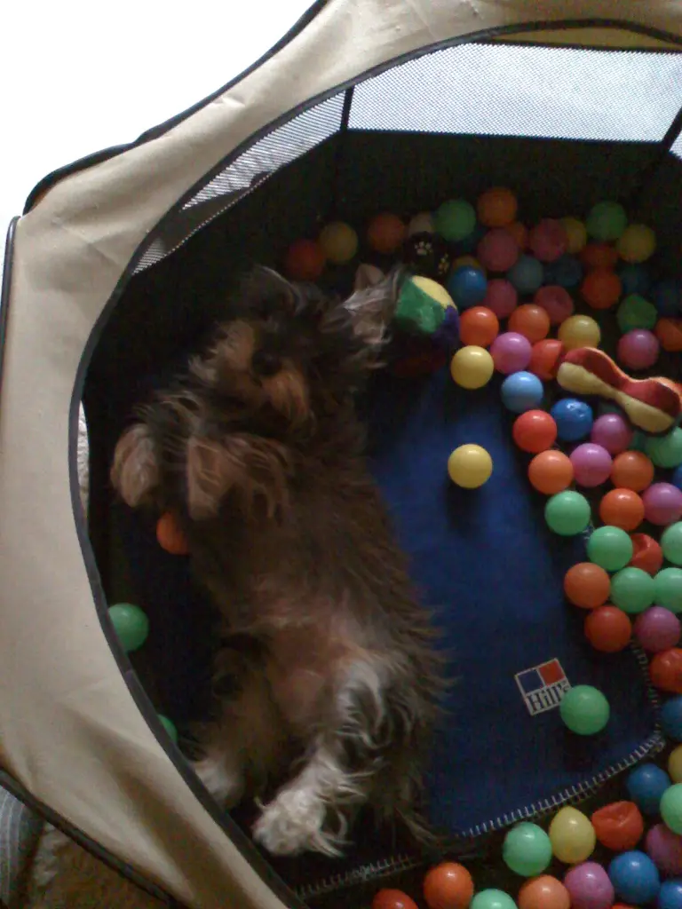 Image from Balou