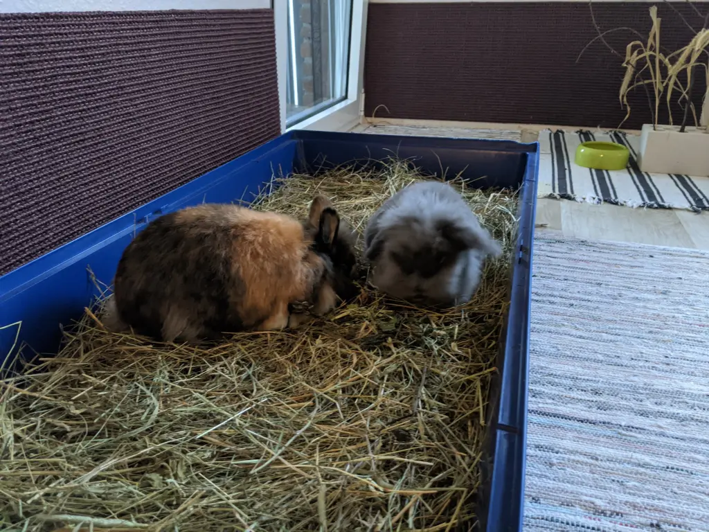 Image from Teddybärchen