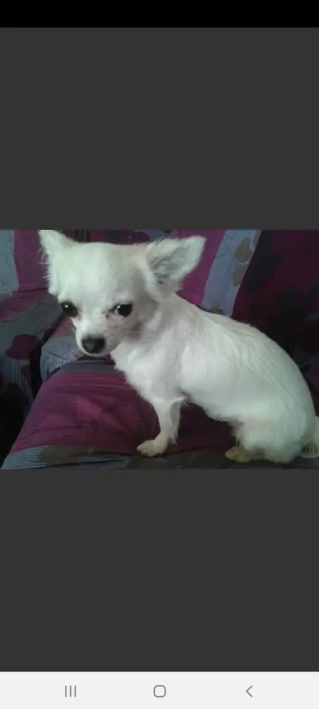 Image from Princess