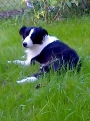 Bild von Midnight Tinkerbell vom Skuddenhof