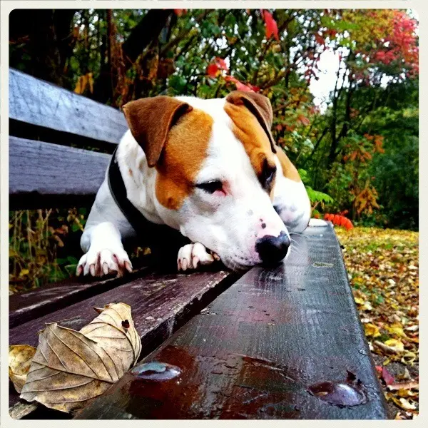 Image from Buddy