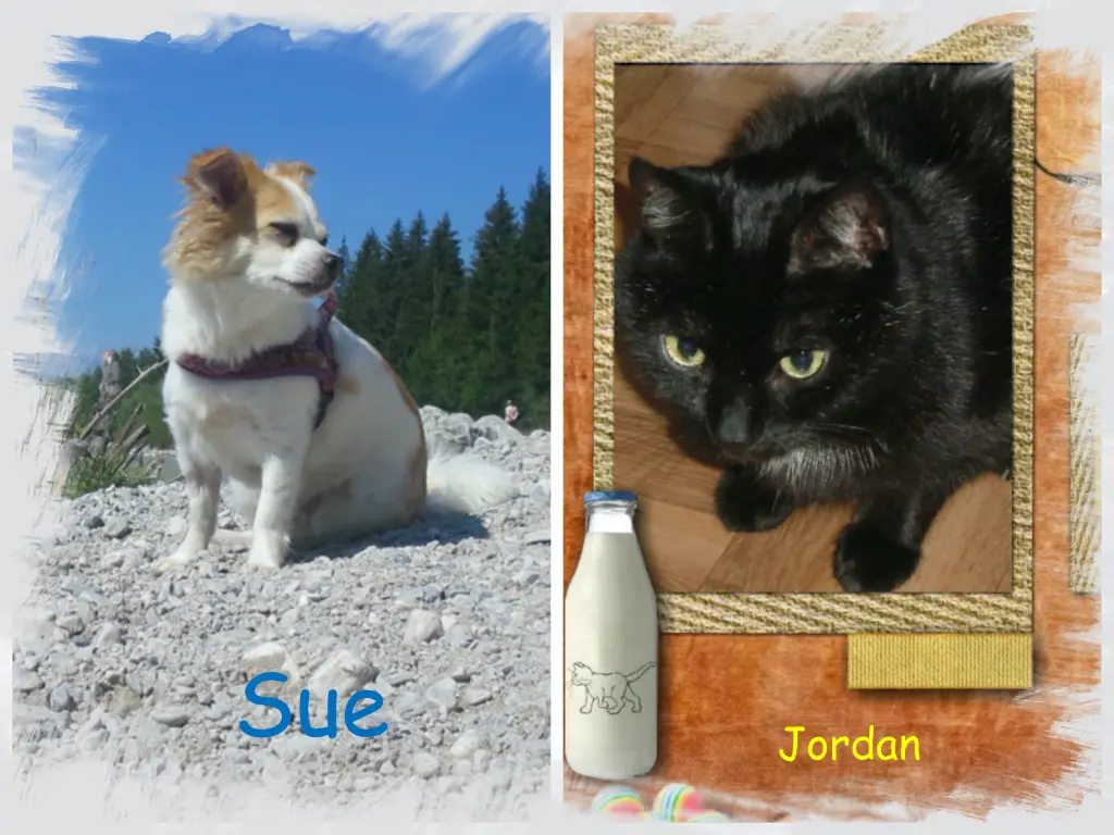 Condolence image of Norbert mit Seelenhund Sue