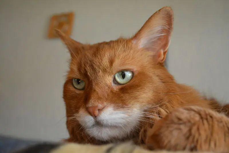Image from Cumano