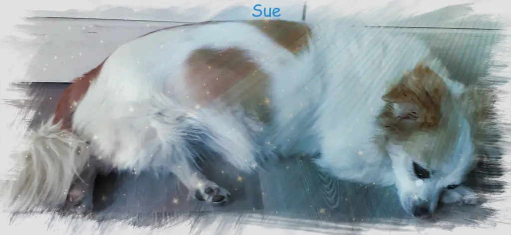 Condolence image of Norbert mit Seelenhund Sue