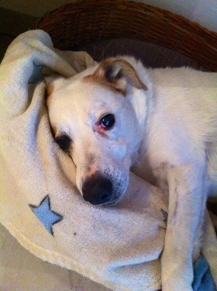 Andachtsbild von Anja mit Churchill im Herzen