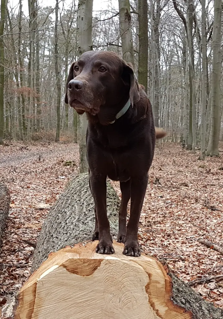 Andachtsbild von Silvana