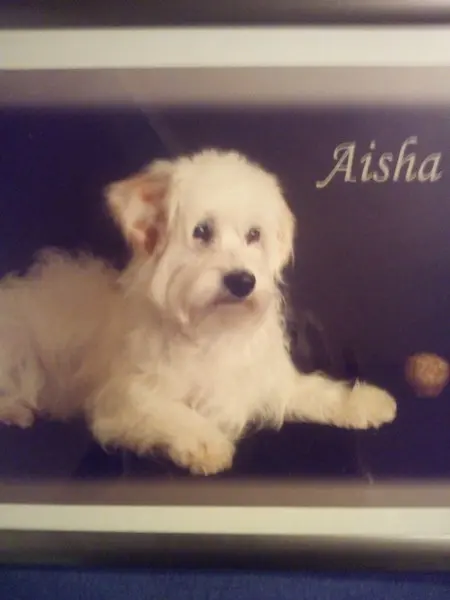 Image from AISHA
